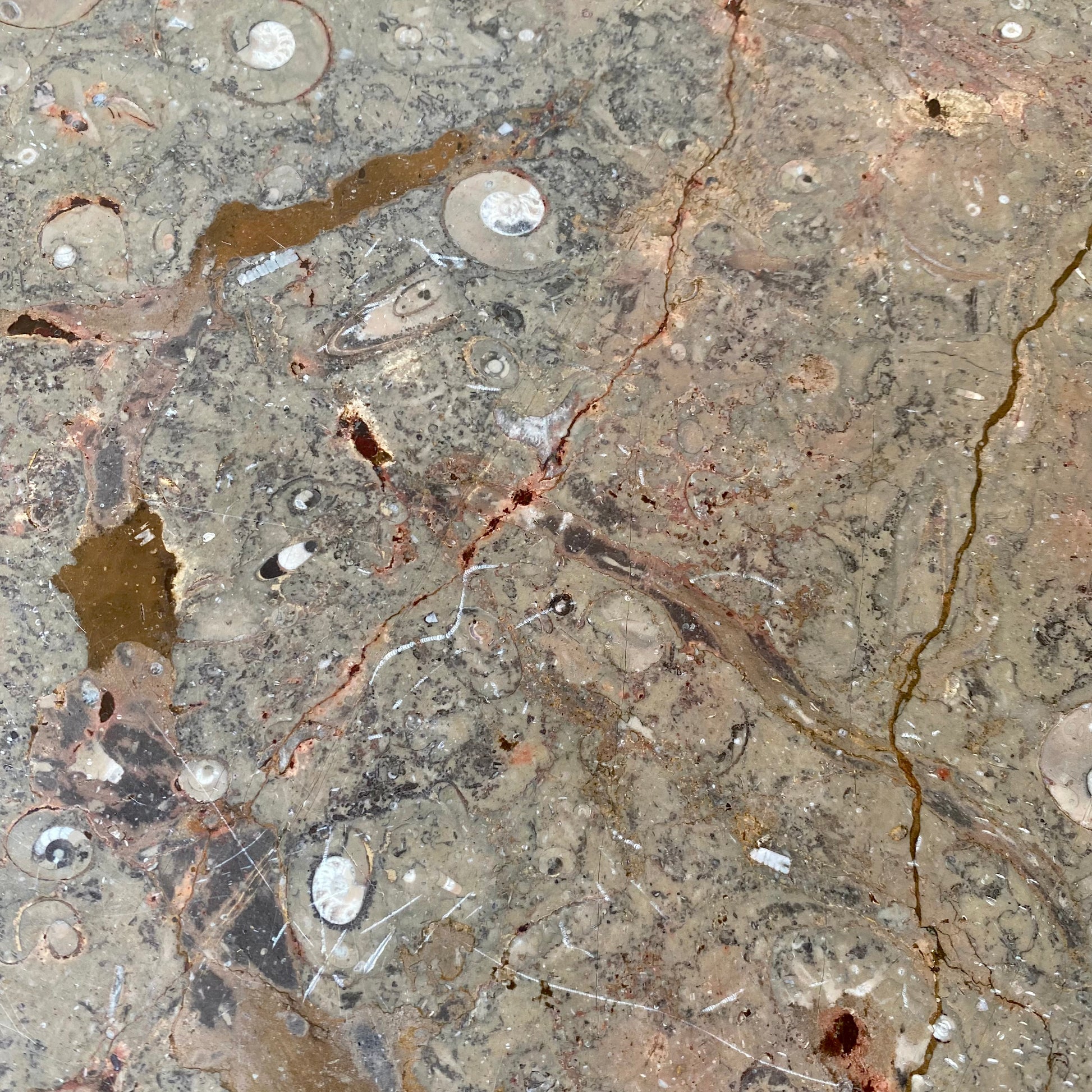 FOSSIL STONE COFFEE TABLE BY HEINZ LILIENTHAL, GERMANY 1980s