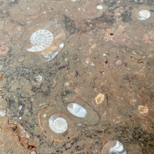 Load image into Gallery viewer, FOSSIL STONE COFFEE TABLE BY HEINZ LILIENTHAL, GERMANY 1980s
