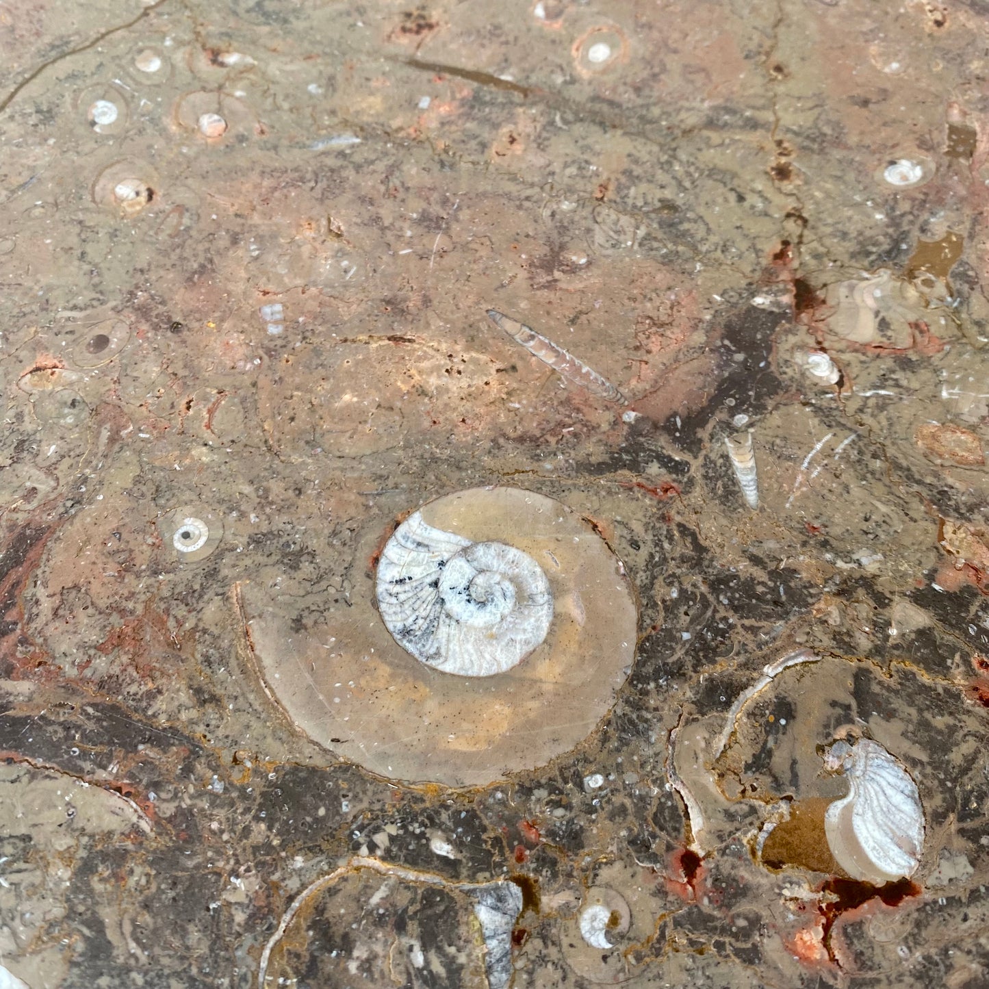 FOSSIL STONE COFFEE TABLE BY HEINZ LILIENTHAL, GERMANY 1980s